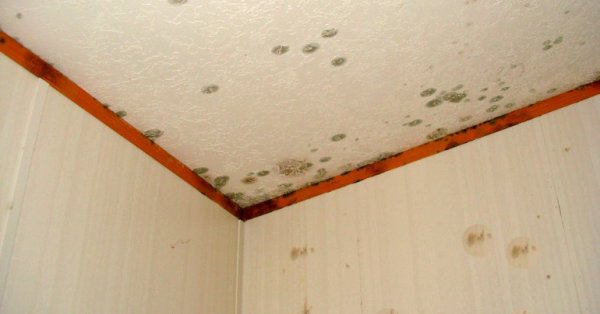 A penész allergén! El kell kerülni az 50%-osnál magasabb relatív páratartalmat a lakásban!