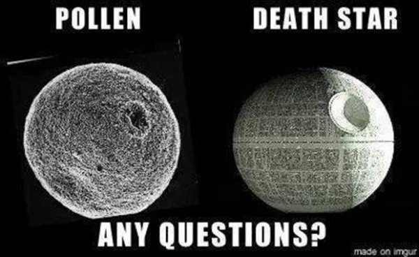 Pollen / Halálcsillag. Megvan?