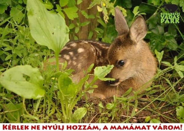 A Budakeszi Vadaspark fotója