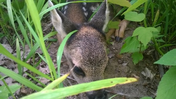 1795401_676754859067011_1764634922205085670_o