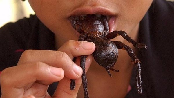 Hétköznapi nasi. Fehérjedús. 