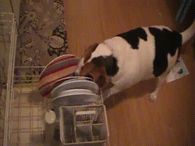 GIF: Boredpanda