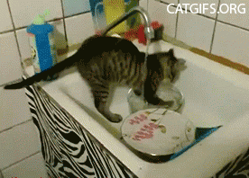 GIF: Boredpanda