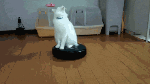 GIF: Boredpanda