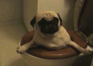 GIF: Boredpanda