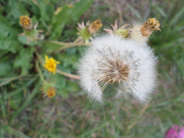 Pittttty-paaaannnng. De mély gyökere van... Fotó: Lin