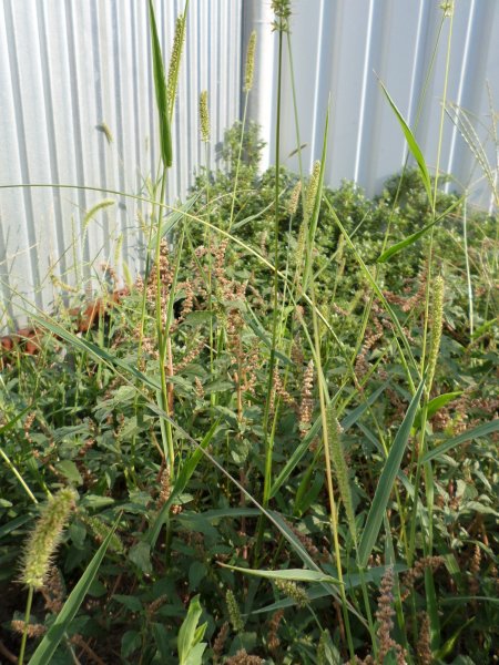 Ez nem nevetséges... Erdő... Vagy mi... Miért?! Fotó: Lin