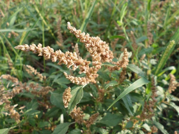 Szapora... Susnyásodik. Nagyon gyorsan nő. És ez MI? Fotó: Lin