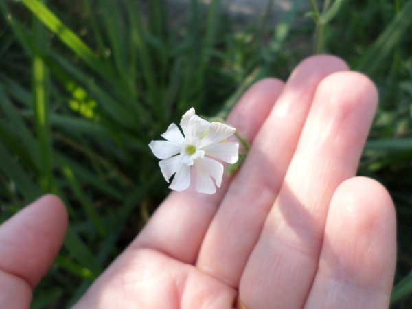 De cuki gyomocska... Fotó: Lin