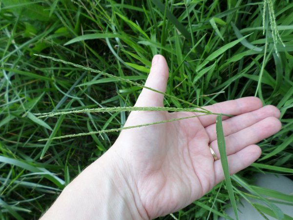 Nem valami szimpi fűféle. Fotó: Lin