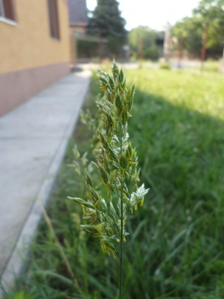 Csendélet fűpollennel... Fotó: Lin