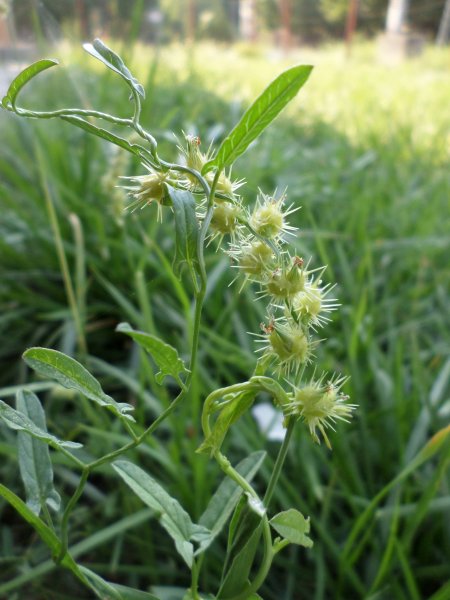 Királydinnye. NAGYON SZÚR! Fotó: LIn