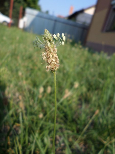 Ez egy gyógynövény a Tisza-parti fövenyből. Nem tudom a nevét... Fotó: Lin