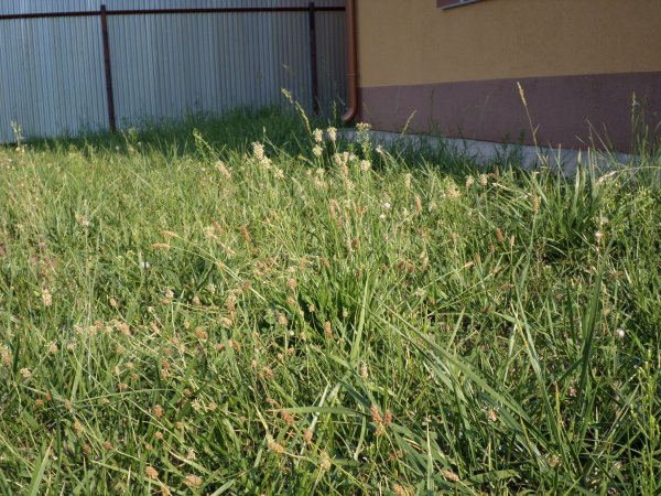 A totális igazság... 1 hónapja nyíratlanul... Elszabadult a kert. Fotó: Lin