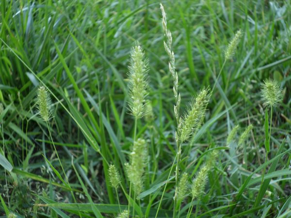 A klasszikus ragacsos. Fotó: Lin