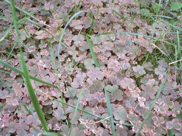 Mit keres itt ez a here? Fotó: Lin