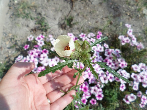 Ki vagy, szépségem? Gyom, de sajnáltam kiszedni a telepített virágok közül. Fotó: Lin