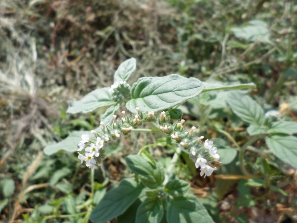 Kihajtott. EZMIEZ? Fotó: Lin