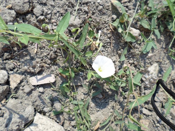 A folyondár mindent átsző... A földben méteres gyökérfonalai vannak. Hiába tépem ki! Fotó: Lin