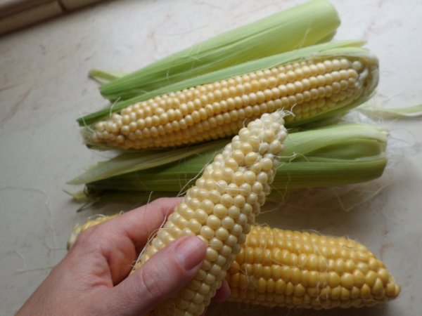 Ilyen a finom friss kukorica! Fotó: Lin