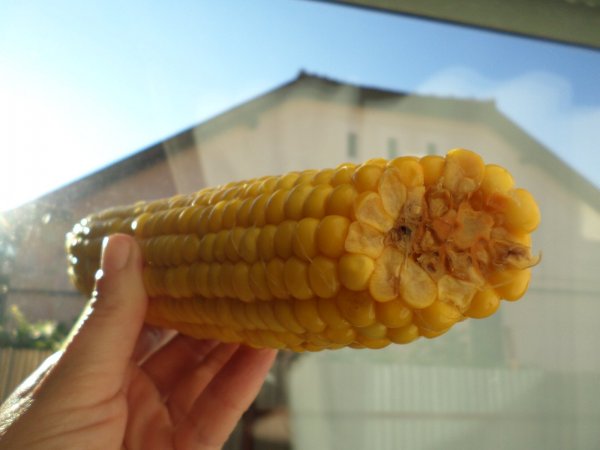 Illatos, édes, finom, gluténmentes, és tápláló. Fotó: Lin