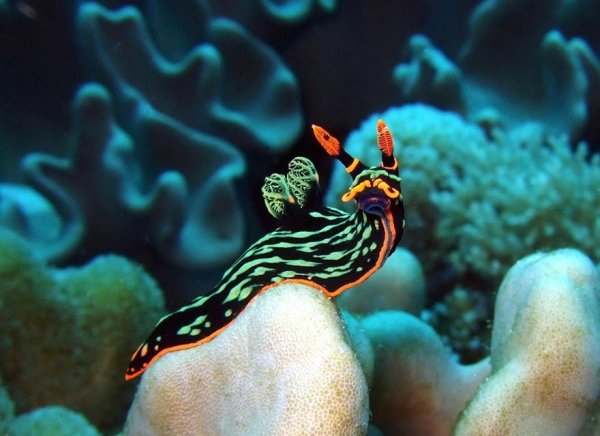 beautiful-unusual-sea-slugs-12__880