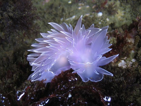beautiful-unusual-sea-slugs-13__880