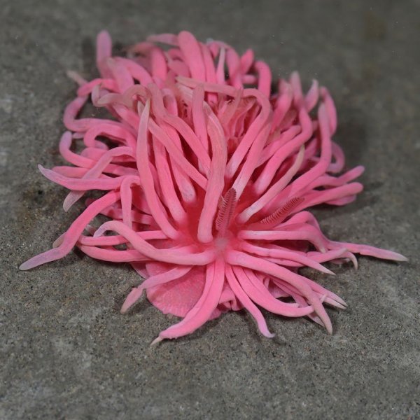 beautiful-unusual-sea-slugs-17__880