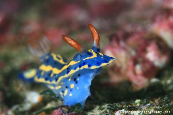 beautiful-unusual-sea-slugs-18__880
