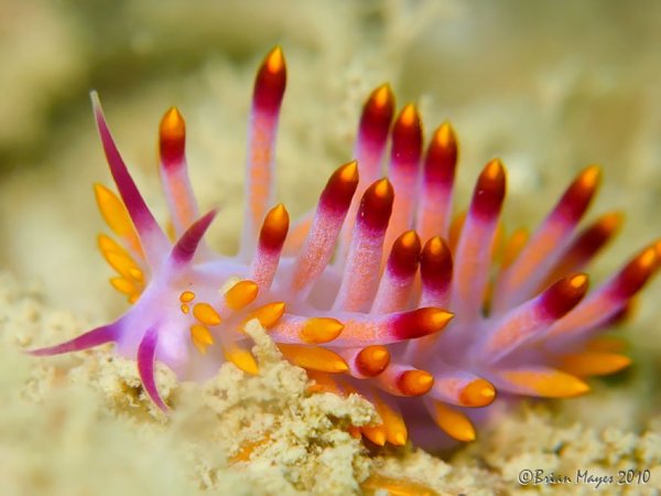beautiful-unusual-sea-slugs-22__880