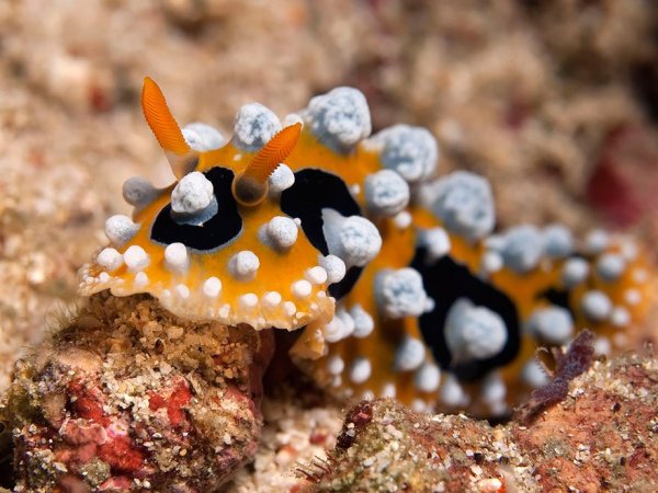 beautiful-unusual-sea-slugs-23__880