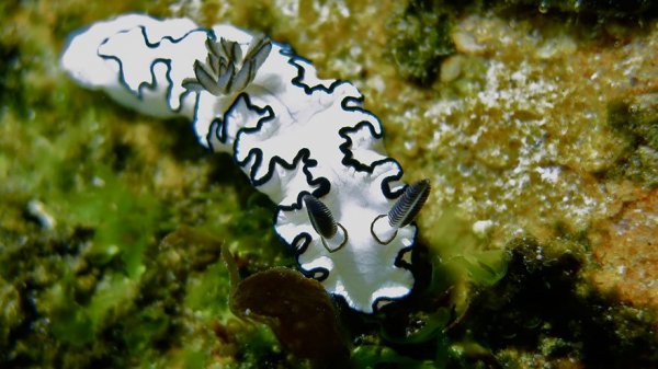 beautiful-unusual-sea-slugs-25__880