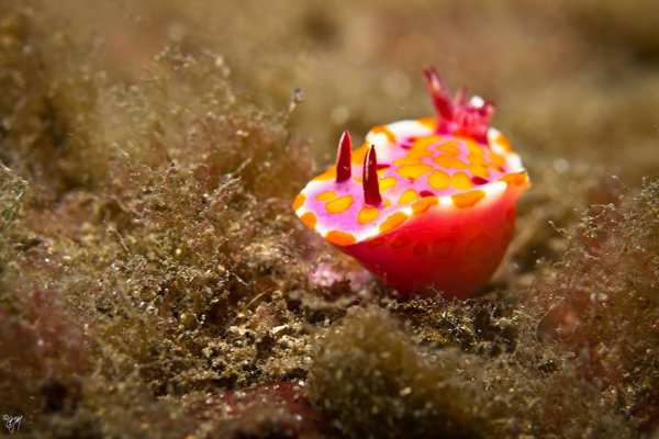 beautiful-unusual-sea-slugs-27__880