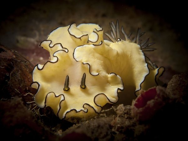 beautiful-unusual-sea-slugs-28__880