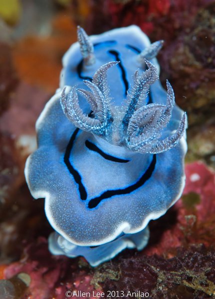 beautiful-unusual-sea-slugs-33__880