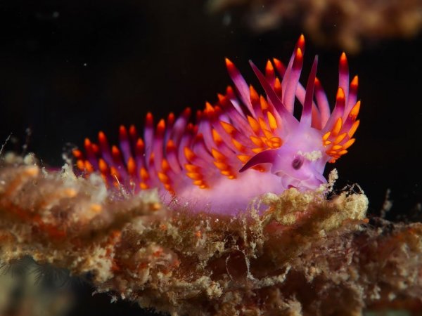beautiful-unusual-sea-slugs-35__880