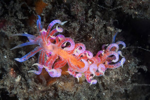 beautiful-unusual-sea-slugs-36__880