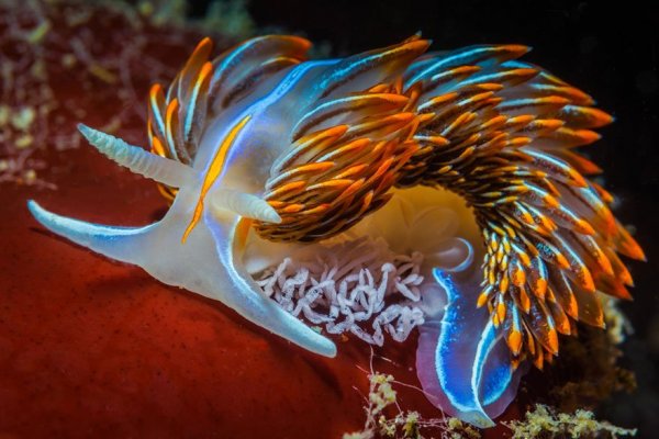 sea-slugs-100__880