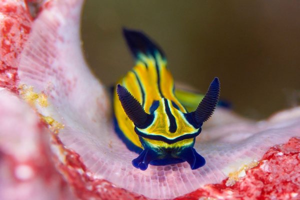 sea-slugs-101__880