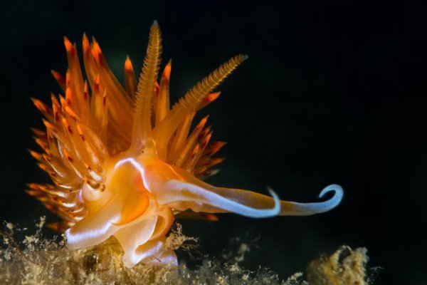 weird-sea-slug-photography-2__880