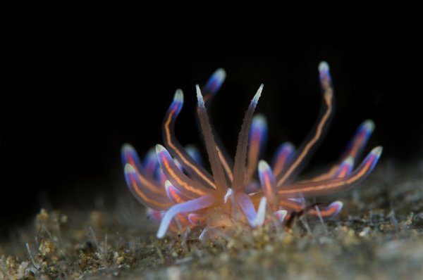 weird-sea-slug-photography-4__880