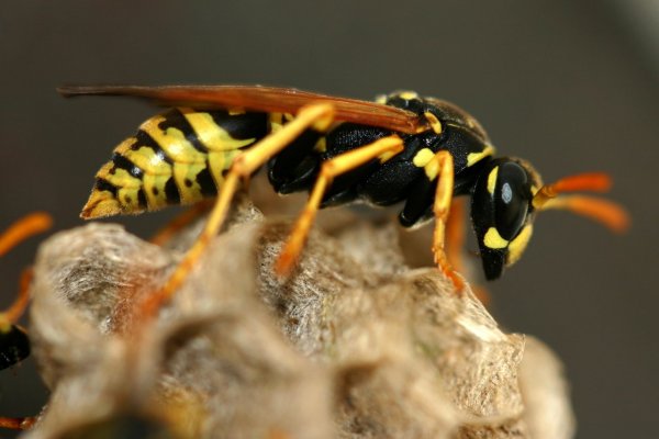 Darazsak mindenhol vannak. És manapság nagyon elszaporodtak. Aki allergiás a csípésre, mindig vigyen magával életmentő folyékony adrenalint tartalmazó autoinjektort!  Fotó: Freeimages