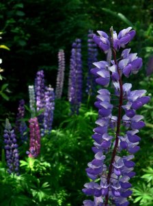 Csillagfürt. Igen, a lupin miatt. Fotó: Wikipedia