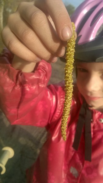 Nyírfa pollen: A legtöbb keresztallergiát ez okozza