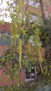 Virágzó nyírfa egy iskola előtt